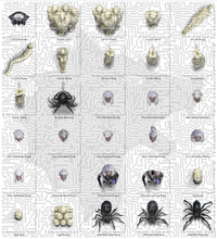 Load image into Gallery viewer, Darkwoulfe's Tokens, Creature Feature Vol01 - Queen of the Spiders