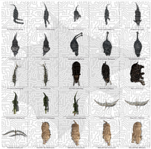 Load image into Gallery viewer, Darkwoulfe's Virtual Tabletop(VTT) Token Pack Vol37 - Creatures of the Forgotten World