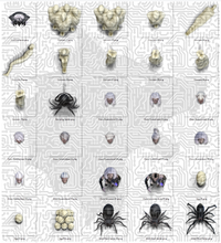 Load image into Gallery viewer, Darkwoulfe&#39;s Tokens, Creature Feature Vol01 - Queen of the Spiders
